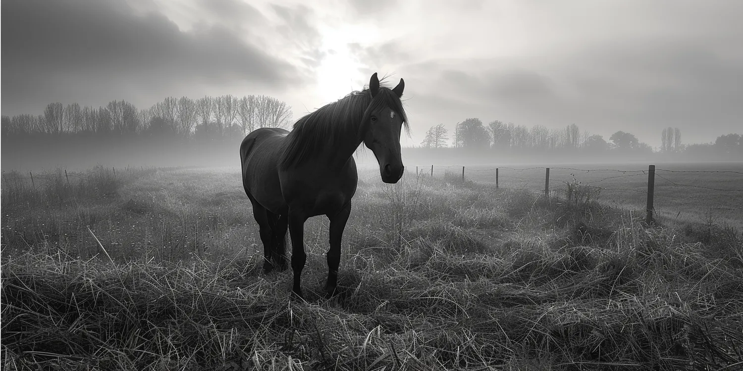 Kremacja – godne pożegnanie zwierzęcego przyjaciela